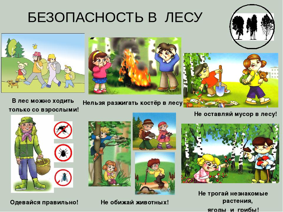 Правила безопасного поведения в лесной зоне.