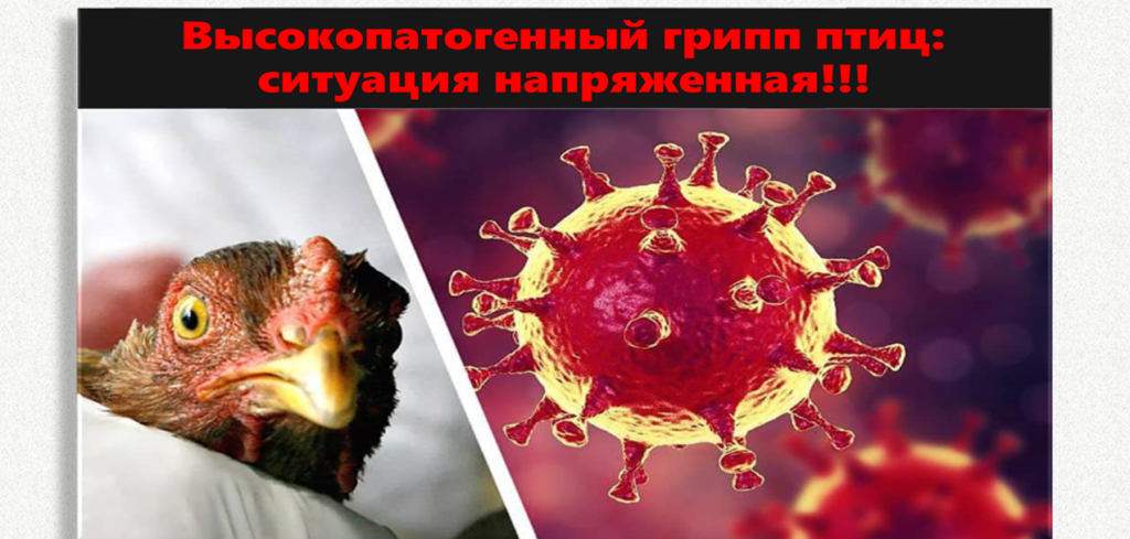 ПАМЯТКА ДЛЯ НАСЕЛЕНИЯ ПО ГРИППУ ПТИЦ.