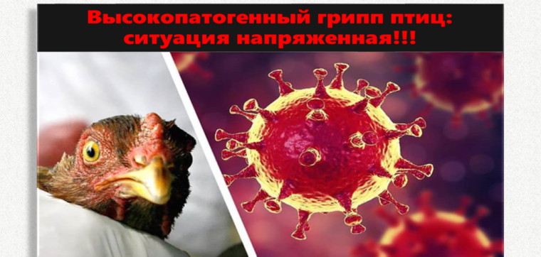 ПАМЯТКА ДЛЯ НАСЕЛЕНИЯ ПО ГРИППУ ПТИЦ. ПАМЯТКА ДЛЯ НАСЕЛЕНИЯ ПО ГРИППУ ПТИЦ.